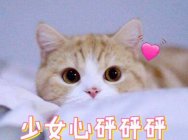 橘猫在线求领养 《西蒙的猫跑酷》乖萌预约中